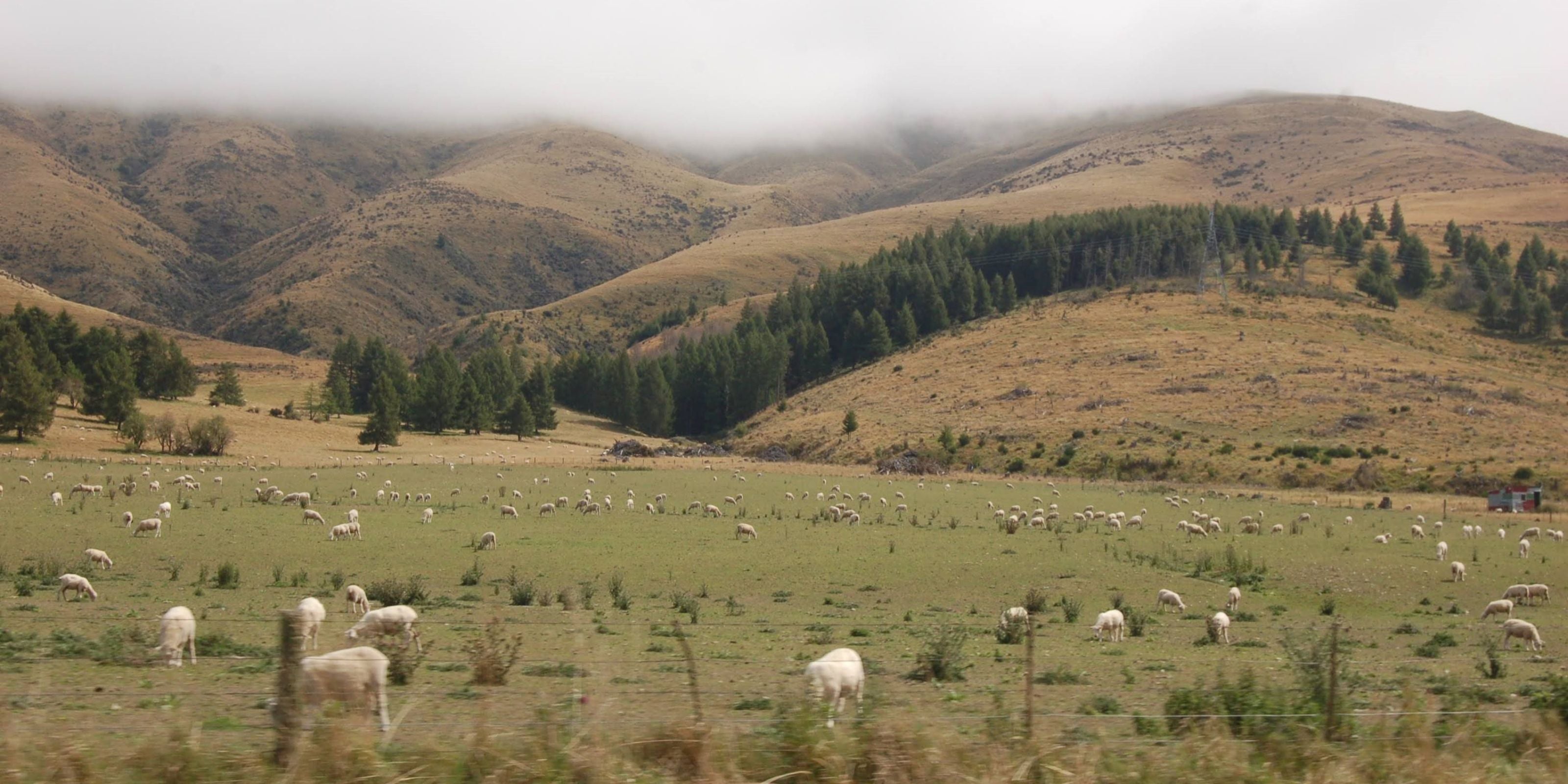 grazing sheep in otago with hills in the background